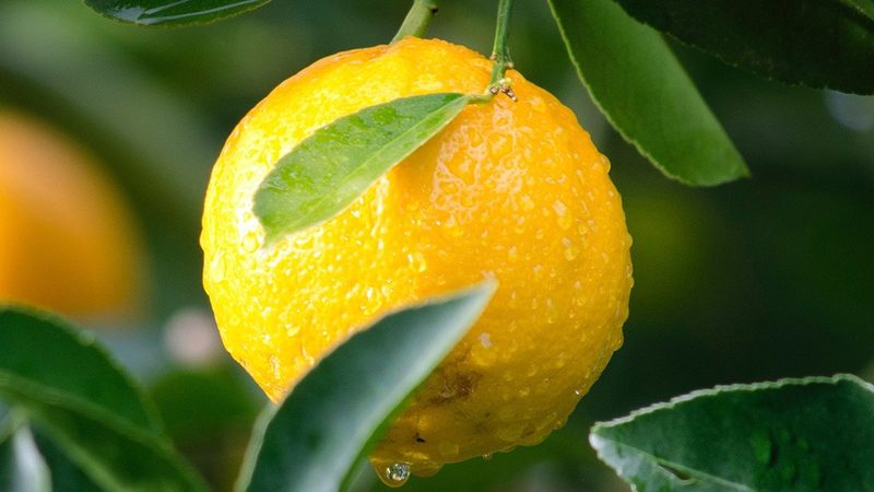 生物医药外包项目评估步骤：如何确保研发质量与合规性